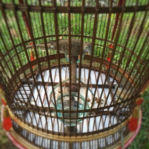 Burung merbuk, Zebra dove