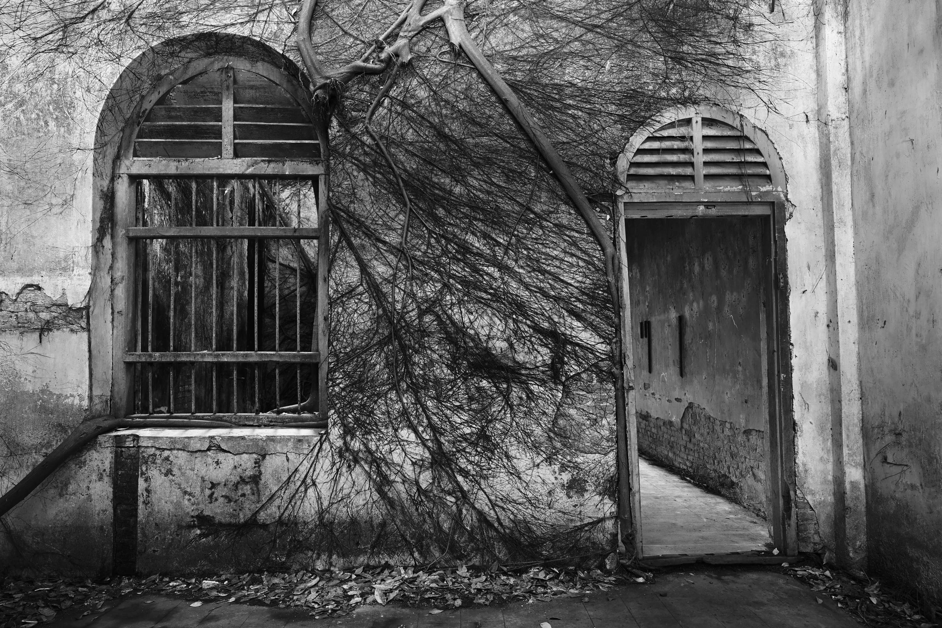 Banyan Tree Rooted Wall at Papan Heritage Village